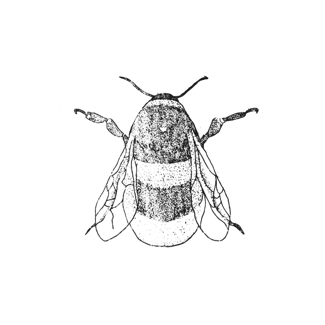 7INSECTES2019 (7)